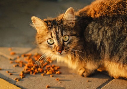 brit cat